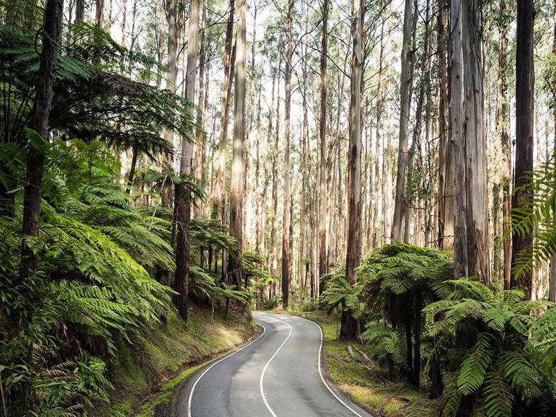 Read more about the article Constituency Question- Black Spur safety