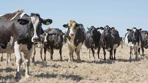 Read more about the article Numurkah Leader- Maxwell demands dairy answers in parliament