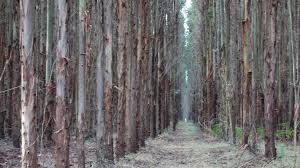 Read more about the article Prime7 News-Justice Party MP Tania Maxwell has joined criticisms over the Vic Government’s decision to shut down the native timber industry