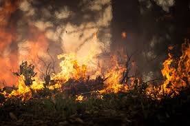 Read more about the article Constituency Question- Bushfire infrastructure for Councils