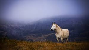 Read more about the article Speech- Brumby cull motion