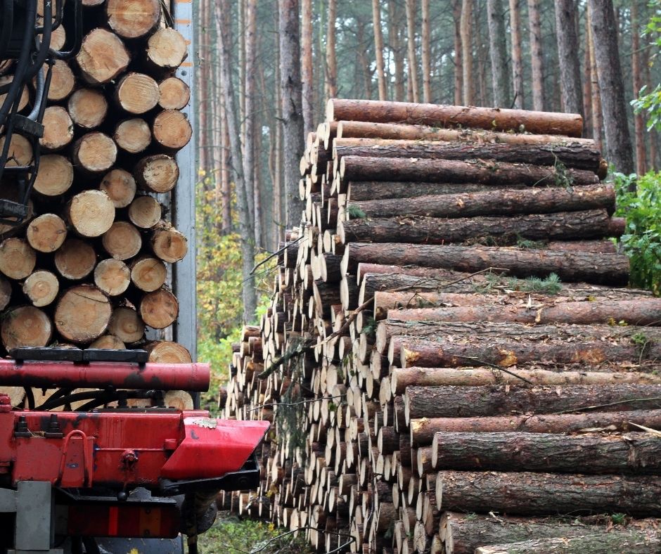 Read more about the article Sustainable native timber should be supported